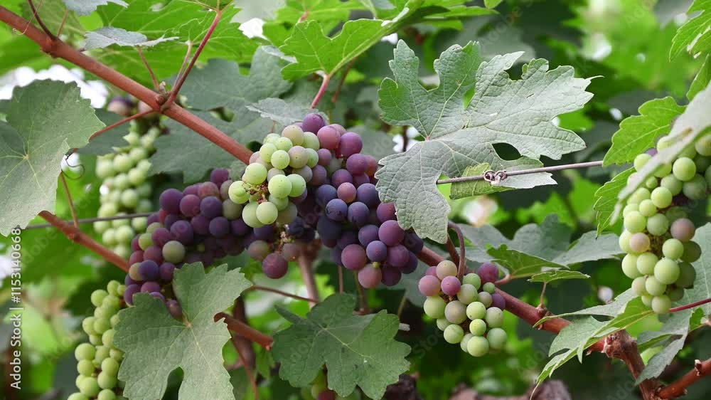 Concord Grapes growing on a vine in a garden. Several beautiful concord grapes hanging on a grape vine Concord Grapes growing on a vine in a garden. Several beautiful concord grapes hanging on a grape vine