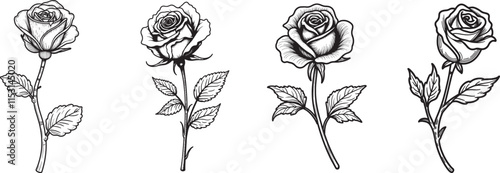 A set of scribble style hand drawn rose flowers. Detailed pencil art of Rose.