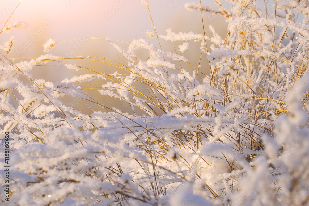 Beautiful dry grass covered with snow in the hoarfrost Beautiful dry grass covered with snow in the hoarfrost