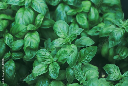 Fresh basil leaves. Top views. Natural background. Selective focus.