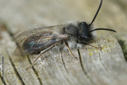 Closeup on a fluffy male of the endangegred nycthemeral mining bee, Andrena nycthemera photo