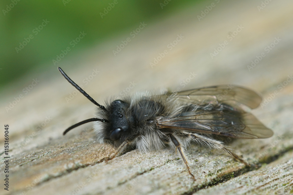 Natural closeup on a fluffy male of the endangegred nycthemeral mining bee, Andrena nycthemera Natural closeup on a fluffy male of the endangegred nycthemeral mining bee, Andrena nycthemera