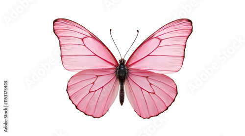 Pink Butterfly Isolated on a Transparent Background (PNG).