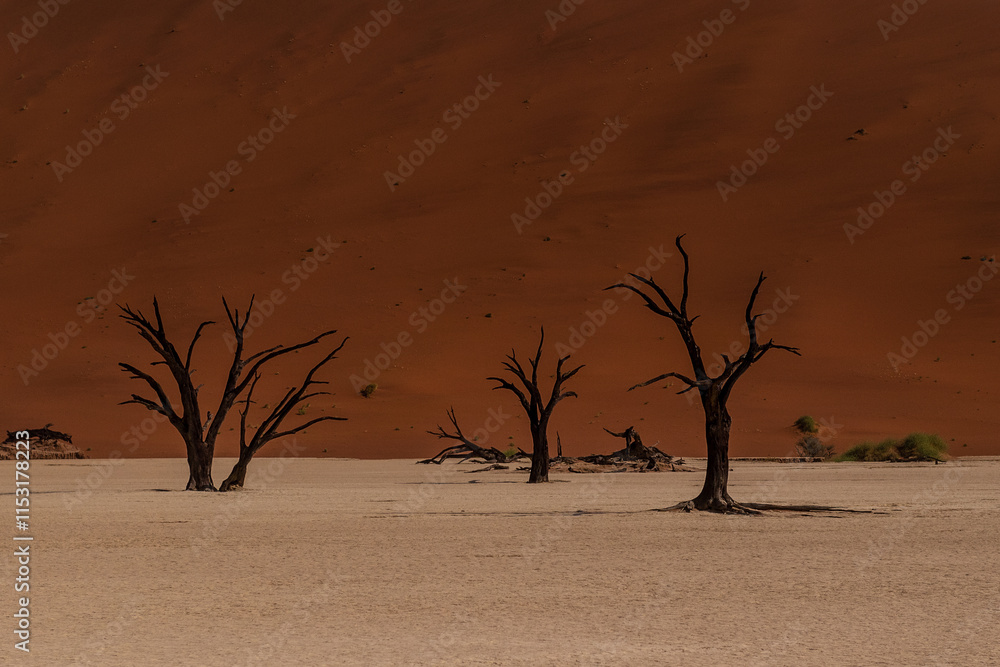 Overview of the petrified dead trees in the Deadvlei area of Namibia Overview of the petrified dead trees in the Deadvlei area of Namibia
