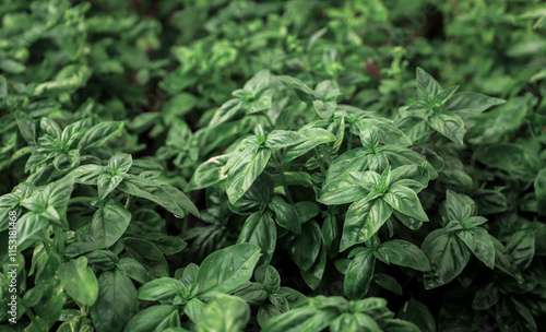 Wallpaper Mural Close up of fresh green basil growing in vegetable garden. Selective focus.
 Torontodigital.ca
