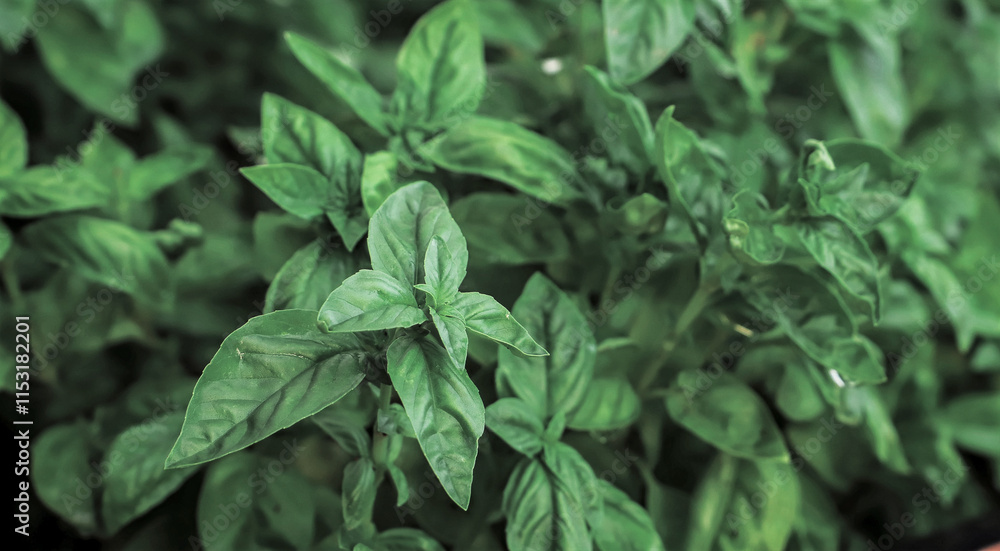 Obraz premium Close up of fresh green basil growing in vegetable garden. Selective focus. 