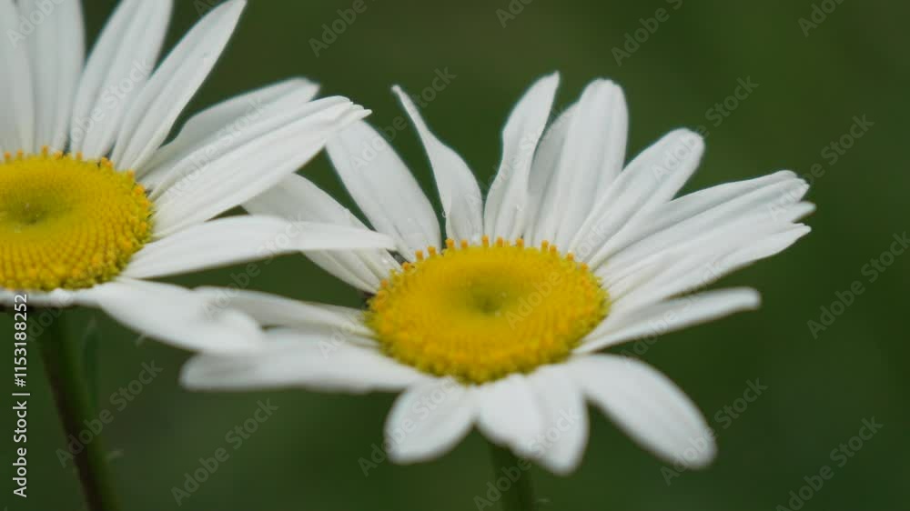 Chamomile. White daisy flowers in a summer field at sunset. Silhouette of blooming Chamomile flowers. Close up slow motion. Nature, flowers, spring, biology, fauna concept Chamomile. White daisy flowers in a summer field at sunset. Silhouette of blooming Chamomile flowers. Close up slow motion. Nature, flowers, spring, biology, fauna concept