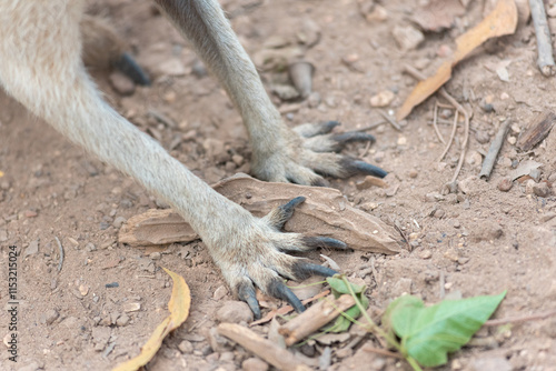 Close Up Of Wallabe Paw On The Ground photo