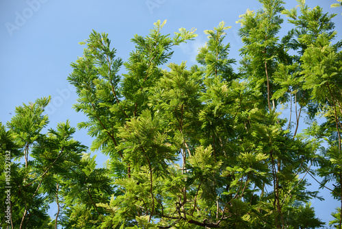 Beautiful green leaves of plants named 