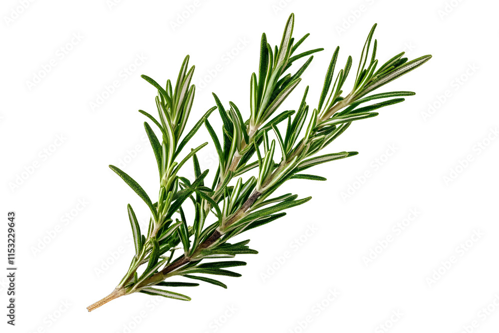 Fototapeta premium rosemary leaf isolated on a transparent background, png cutout image