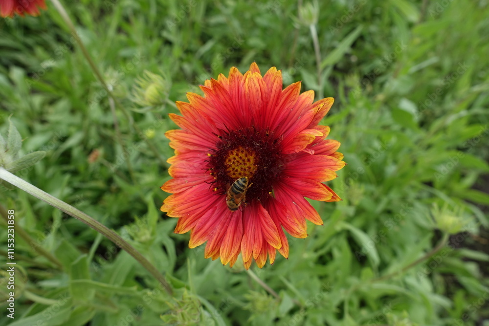 1 red and yellow flower of Gaillardia aristata with bee in June 1 red and yellow flower of Gaillardia aristata with bee in June