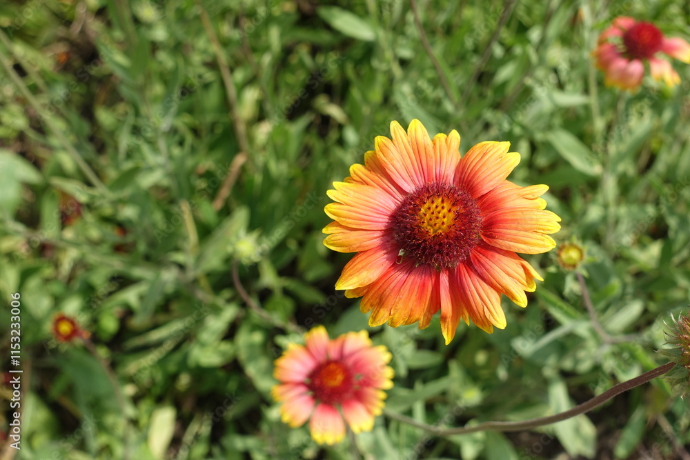 Obraz premium Close shot of two red and yellow flowers of Gaillardia aristata in June