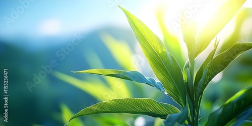 Close-up of vibrant green leaves with soft sunlight filtering through, creating a serene and natural atmosphere. Concept Nature Photography, Close-up Shots, Greenery, Sunlight Effects photo