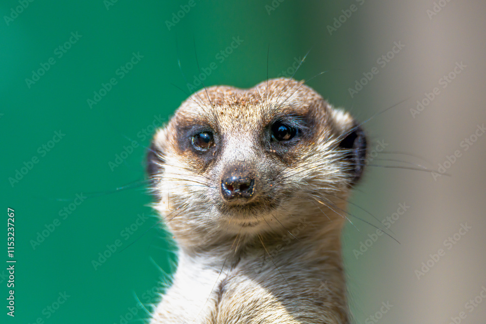 Fototapeta premium Meerkat on sentry duty