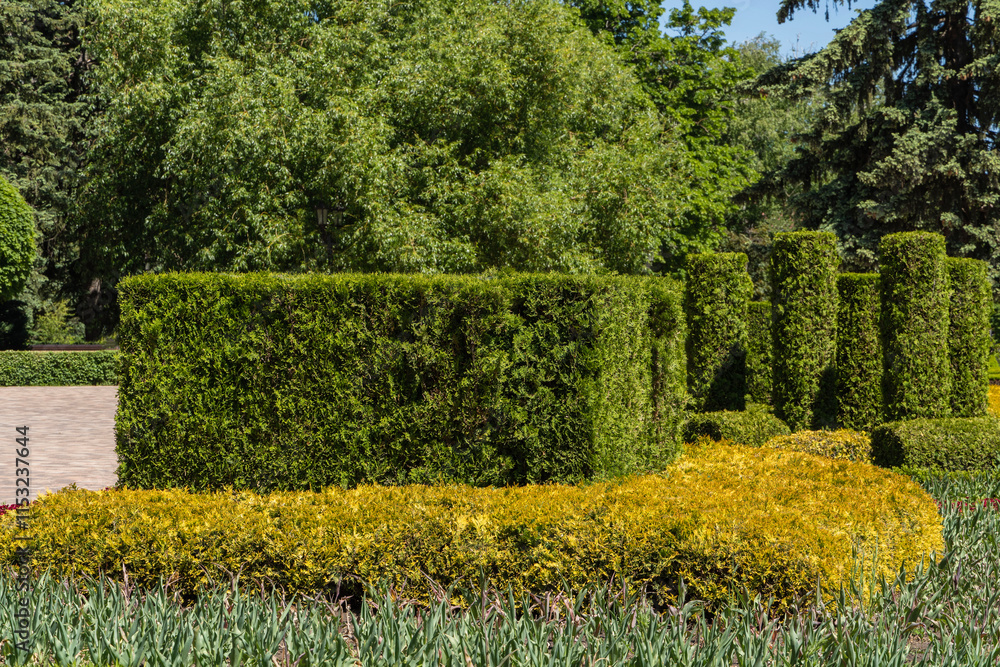 Obraz premium Flowerbeds are located inside green zones with deciduous trees, pines and firs. Trimmed evergreen plants decorate flowerbeds in city parks of Stavropol. Nature concept for design.