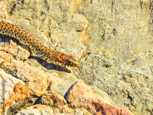 Wildlife snake basking on hot stones on a pebbly beach in Croatia photo