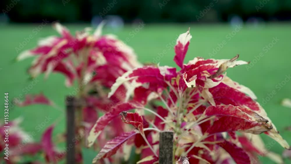 Vibrant leaves with green background capturing natural beauty and tranquility outdoors. Vibrant leaves with green background capturing natural beauty and tranquility outdoors.