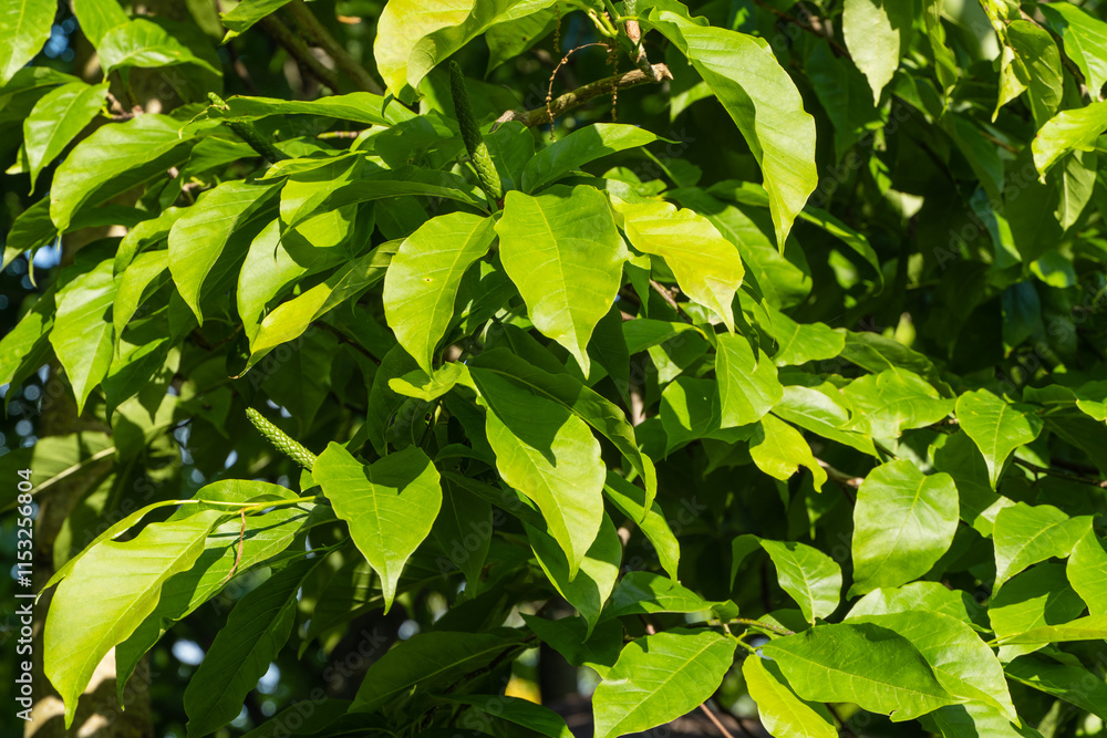 Branches with bright green leaves on magnolia kobus (kobushi) tree on blurred green background. Selective focus. Close-up of leaves. Nature concept for design