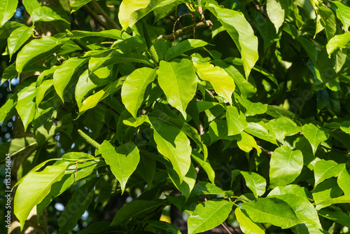 Branches with bright green leaves on magnolia kobus (kobushi) tree on blurred green background. Selective focus. Close-up of leaves. Nature concept for design photo