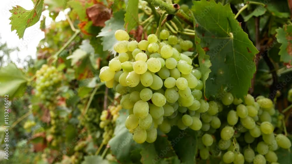 Large bunches of white grapes on a vine in a vineyard. Growing and harvesting grapes. White grapes as raw materials for making juices and dry white wine. Large bunches of white grapes on a vine in a vineyard. Growing and harvesting grapes. White grapes as raw materials for making juices and dry white wine.