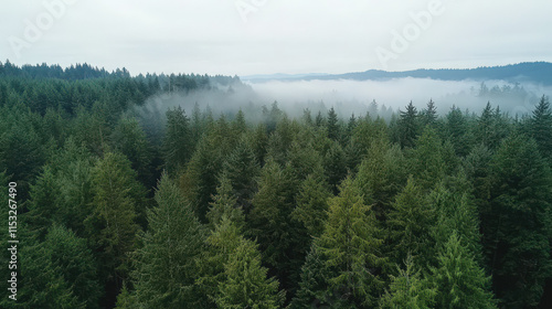 Serene aerial view of misty forest tranquil atmosphere