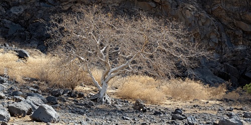 The Helicopter Tree thrives in rocky environments, often remaining leafless for extended periods. Throughout the hot, dry season, the Helicopter Tree adapts by developing a whiter bark to reflect heat photo