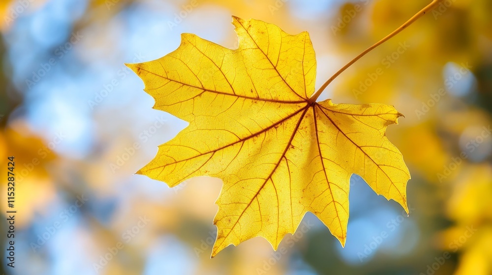 Fototapeta premium Vibrant yellow maple leaf captured on a beautiful autumn day, showcasing the exquisite colors of fall. The yellow maple leaf represents the essence of autumn s beauty.