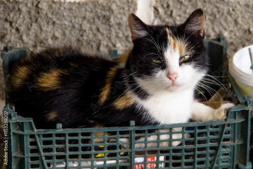 Tricolor cat on the streets of Istanbul, Turkey. The cat is sitting in a basket. photo