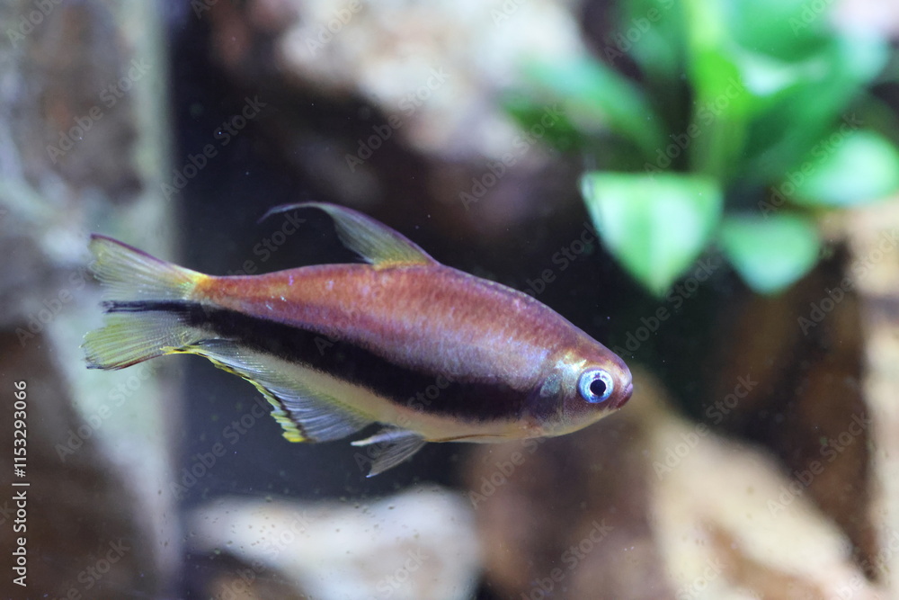 Obraz premium Nematobrycon palmeri, commonly known as the emperor tetra, is a species of characid fish found in the Atrato and San Juan river basins in western Colombia.