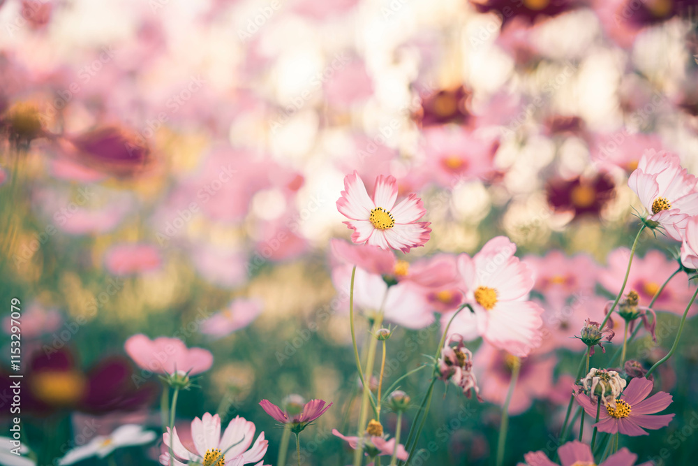 Cosmos flowers in full bloom Cosmos flowers in full bloom