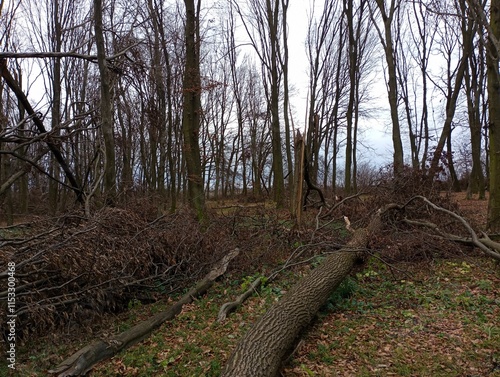 A tree trunk is fallen in the forest among the trees. Broken by a strong wind during a storm, trees lie in the forest. photo