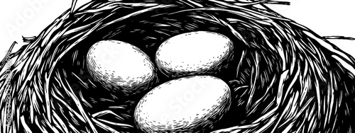 Vintage woodcut illustration depicting a detailed bird's nest with three eggs