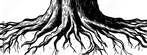 Detailed vintage woodcut illustration of massive tree roots on a plain background