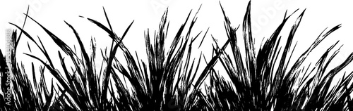 Vintage woodcut illustration showing a patch of rough grass in detail