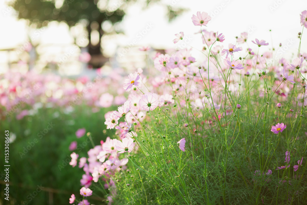 Cosmos flowers in full bloom Cosmos flowers in full bloom