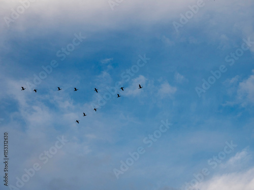 Flock of birds flying in V shape formation in a blue beautiful sky. Abstract travel and emigration concept. Looking for a better place to live with high economical value. Follow the expert theme. photo