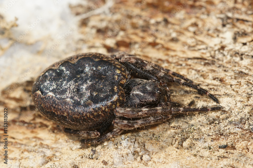 Closeup on the Walnut orbweaver spider, Nuctenea umbratica on wood Closeup on the Walnut orbweaver spider, Nuctenea umbratica on wood