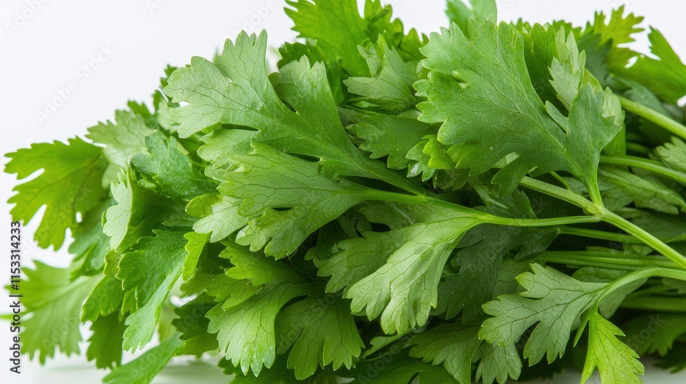 Fresh green cilantro sprigs close-up. Aromatic herb ideal for Mexican, Asian, and Middle Eastern cuisines. Adds fresh flavor to salsas, salads, and guacamole. Fresh green cilantro sprigs close-up. Aromatic herb ideal for Mexican, Asian, and Middle Eastern cuisines. Adds fresh flavor to salsas, salads, and guacamole.
