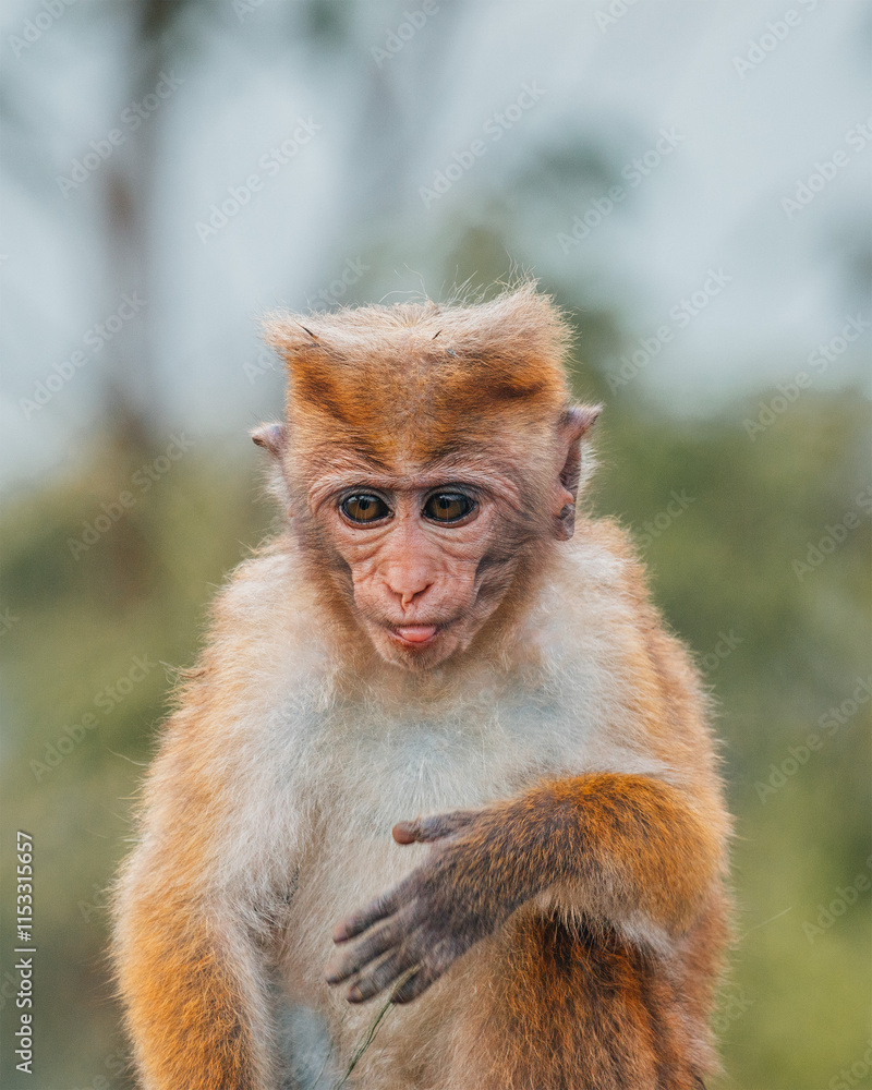 Toque macaque is a reddish brown colored old world monkey endemic to Sri Lanka. this is baby monkey on the road. Toque macaque is a reddish brown colored old world monkey endemic to Sri Lanka. this is baby monkey on the road.