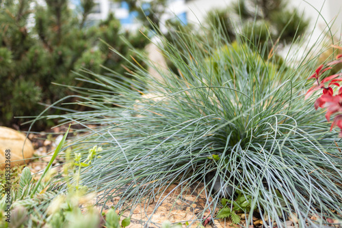 Festuca glauca or blue fescue, is a species of flowering plant in the Poaceae. It is usually a cultivated evergreen or semi-evergreen herbaceous perennial. close up