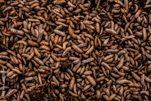A close up of a pile of brown and tan insects. The insects are small and brown, and they are scattered throughout the pile. The image has a somewhat eerie and unsettling mood