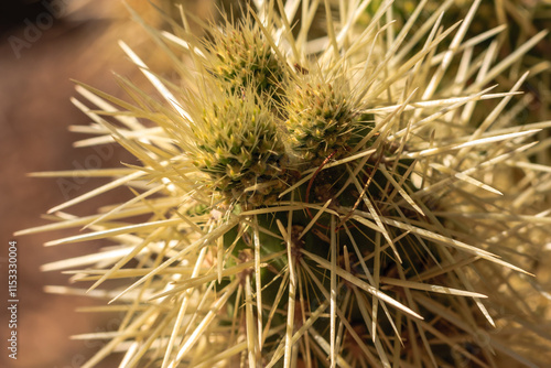 A cactus with spines and yellow flowers