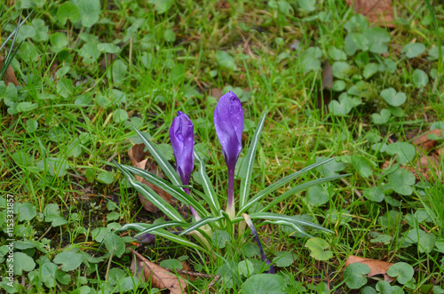 Purple snowdrops  -first spring  flowers growing in young grass after the rain.Snowdrops in the begining of blooming season. Environment ,awakening of nature,gardening concept .