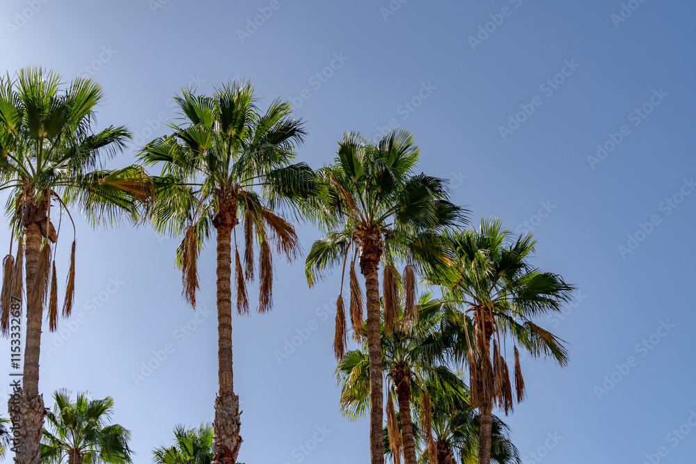 Fototapeta premium A row of palm trees with some of them having brown leaves