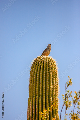 A bird is perched on top of a cactus photo