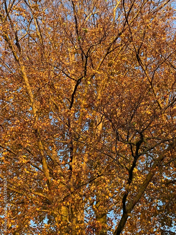 Autumn tree with golden leaves against a clear blue sky, showcasing the vibrant colors of fall. Autumn tree with golden leaves against a clear blue sky, showcasing the vibrant colors of fall.