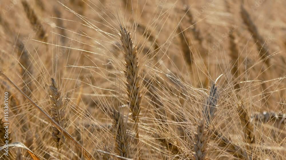 Ears of ripe golden wheat sway in the wind in the field. Growing and harvesting wheat. The concept of food security in the world.