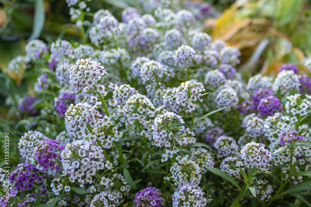 Obraz premium Alyssum, or lobularia maritimum marine. Garden plant. Park. Floral background. Purple flowers. close up