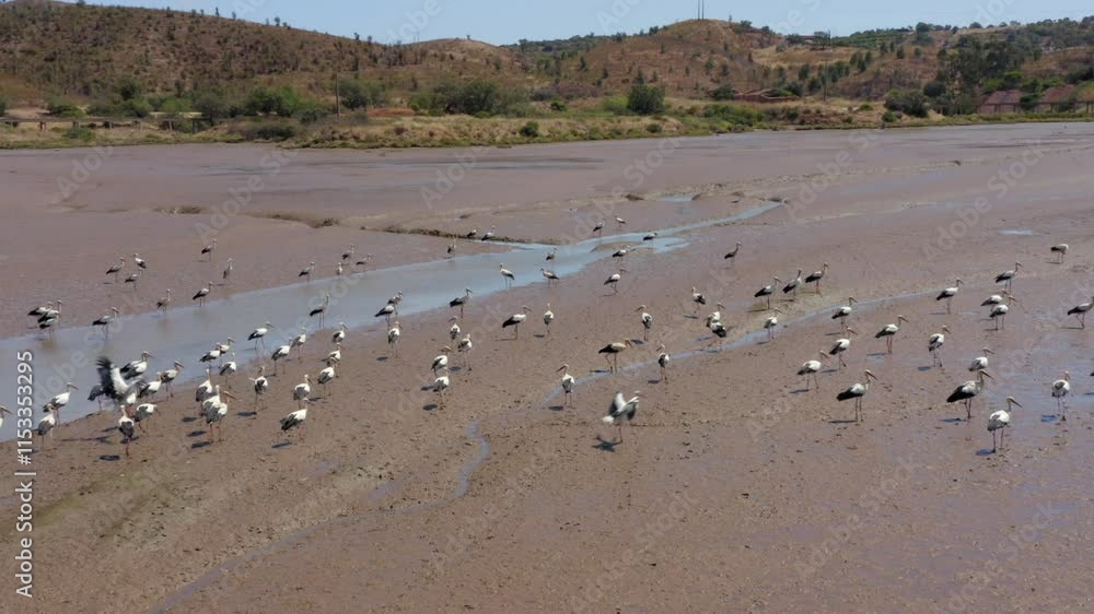 Flock Of Storks Walking, Flying and Foraging On Drought Riverbed Of Odeleite River In Portugal. - aerial shot Flock Of Storks Walking, Flying and Foraging On Drought Riverbed Of Odeleite River In Portugal. - aerial shot