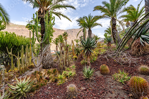 A desert landscape with a variety of cacti and palm trees
